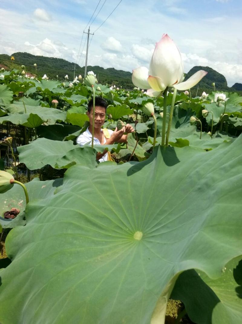 莲藕苗江西广昌太空莲36号白花红花莲藕种带芽发货成活率高