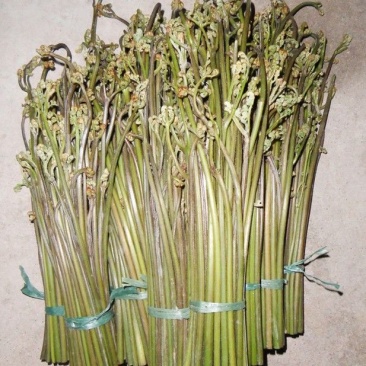 蕨菜龙爪菜