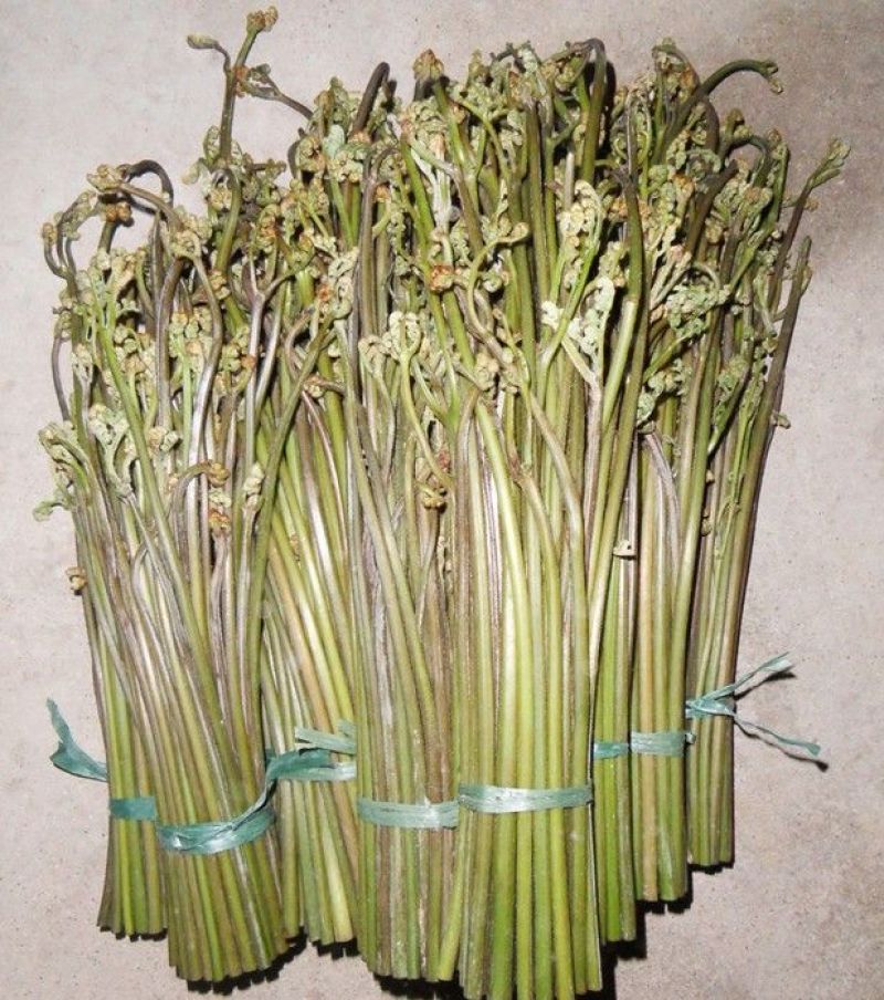 蕨菜龙爪菜