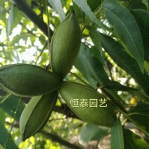 基地出售嫁接碧根果苗品种纯正包成活包技术