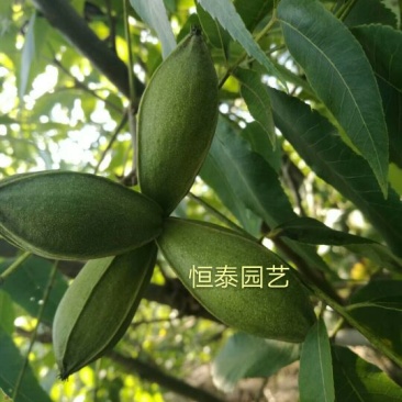 基地出售嫁接碧根果苗品种纯正包成活包技术