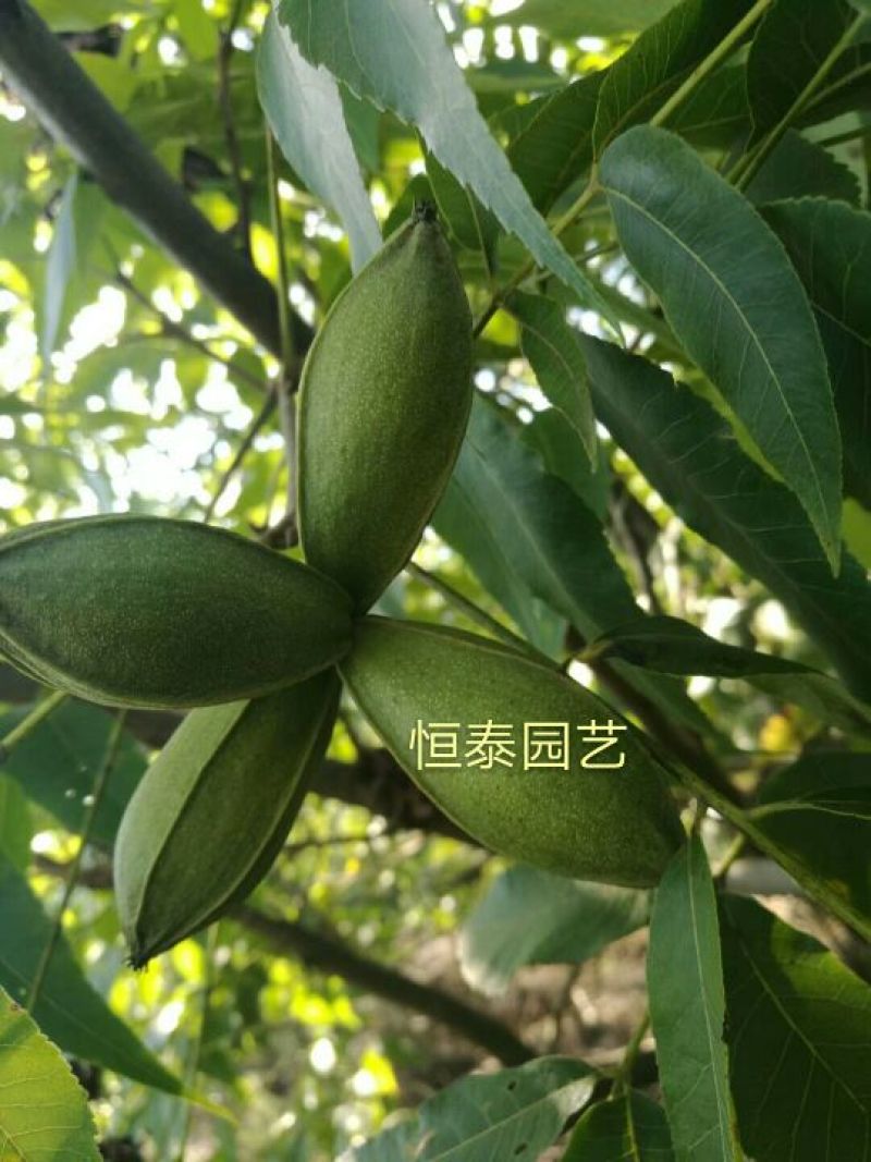 基地出售嫁接碧根果苗品种纯正包成活包技术