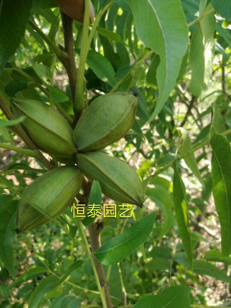 基地出售嫁接碧根果苗品种纯正包成活包技术