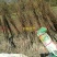 基地出售嫁接碧根果苗品种纯正包成活包技术