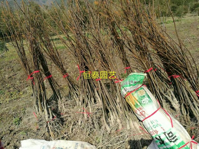 基地出售嫁接碧根果苗品种纯正包成活包技术