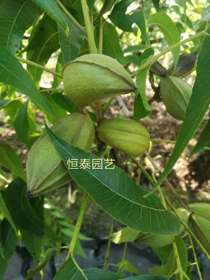 基地出售嫁接碧根果苗品种纯正包成活包技术