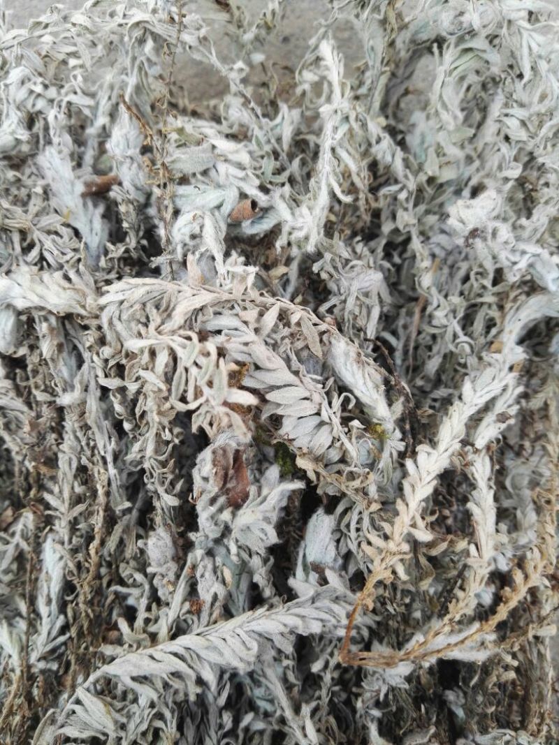 鹿茸草10cm以下