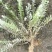 鹿茸草10cm以下
