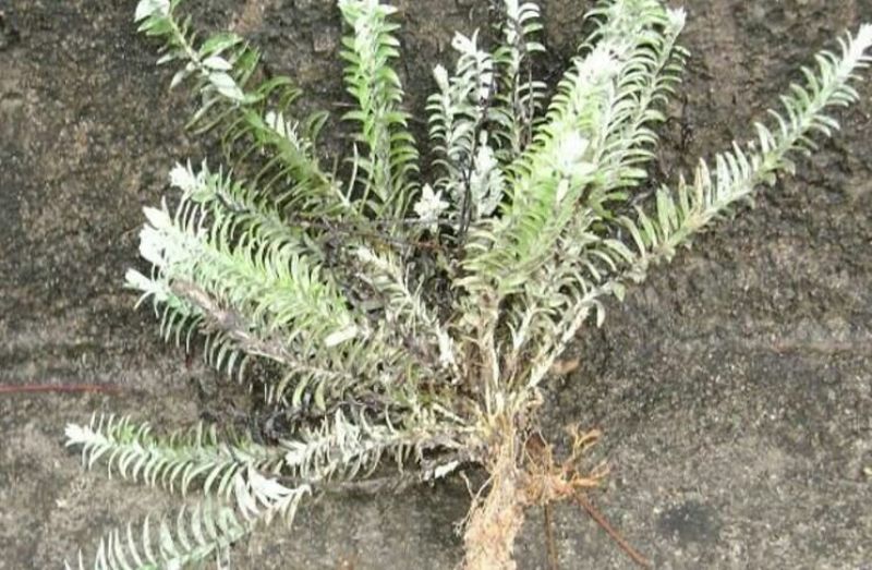 鹿茸草10cm以下