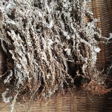 鹿茸草10cm以下