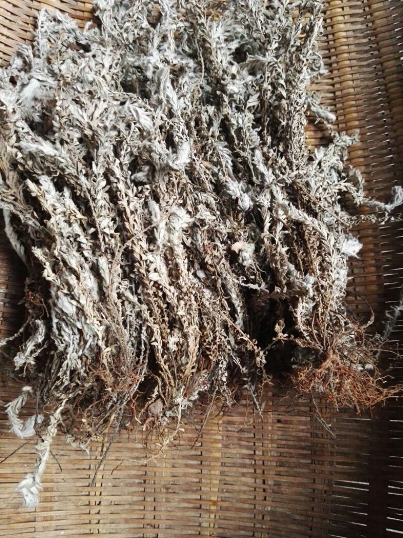 鹿茸草10cm以下