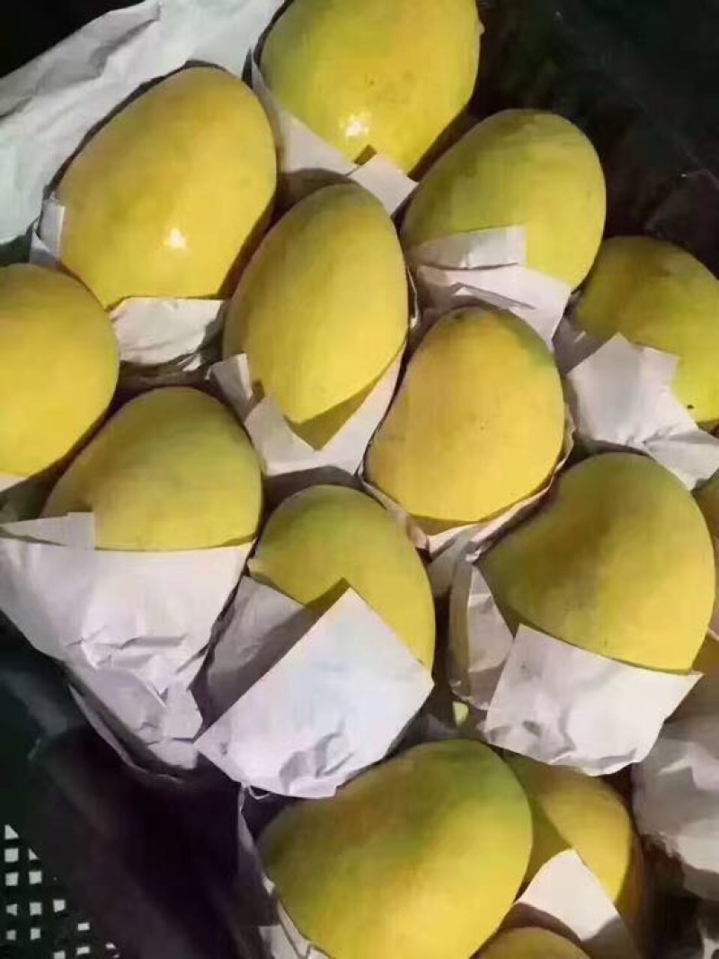 圣德龙6两以上