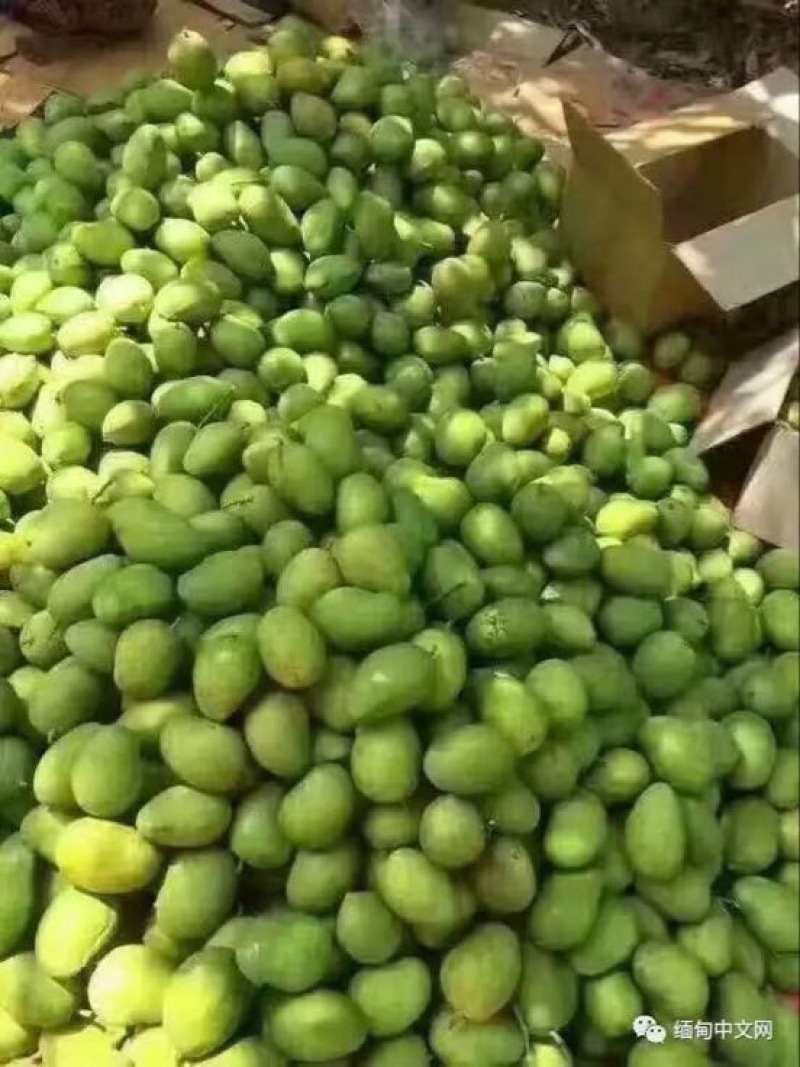 圣德龙6两以上