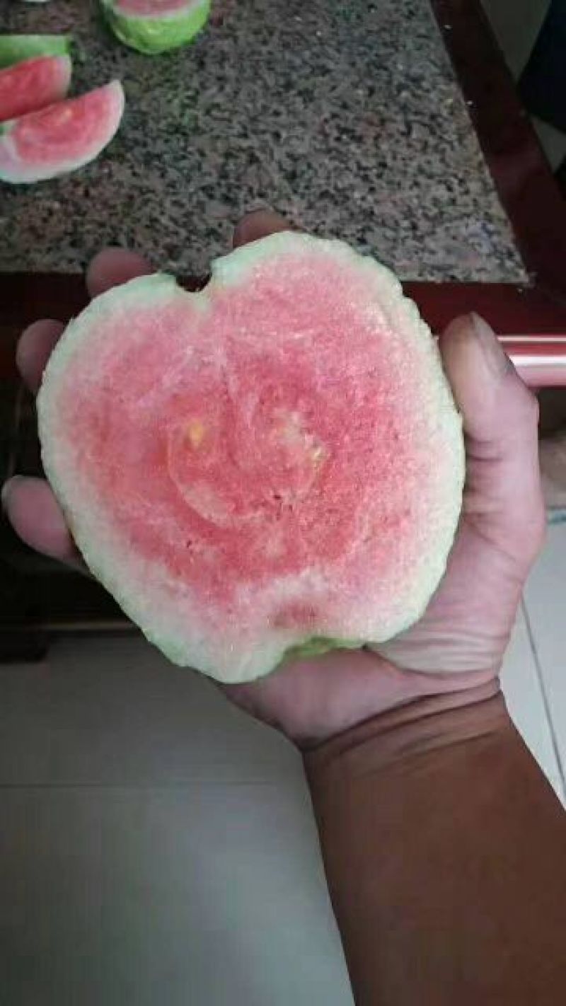 红宝石芭乐苗西瓜芭乐，珍珠番石榴