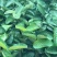 红宝石芭乐苗西瓜芭乐，珍珠番石榴