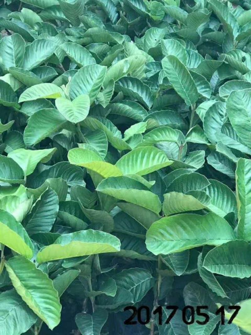 红宝石芭乐苗西瓜芭乐，珍珠番石榴