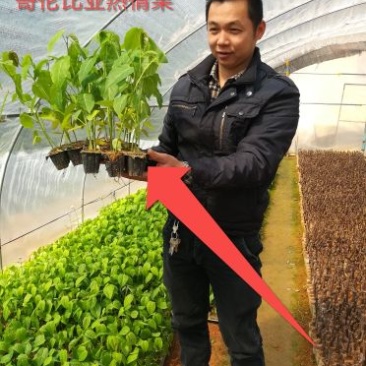 哥伦比亚黄金百香果种苗20~30cm