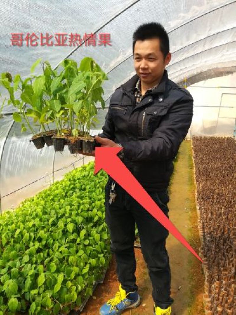哥伦比亚黄金百香果种苗20~30cm