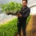 哥伦比亚黄金百香果种苗20~30cm