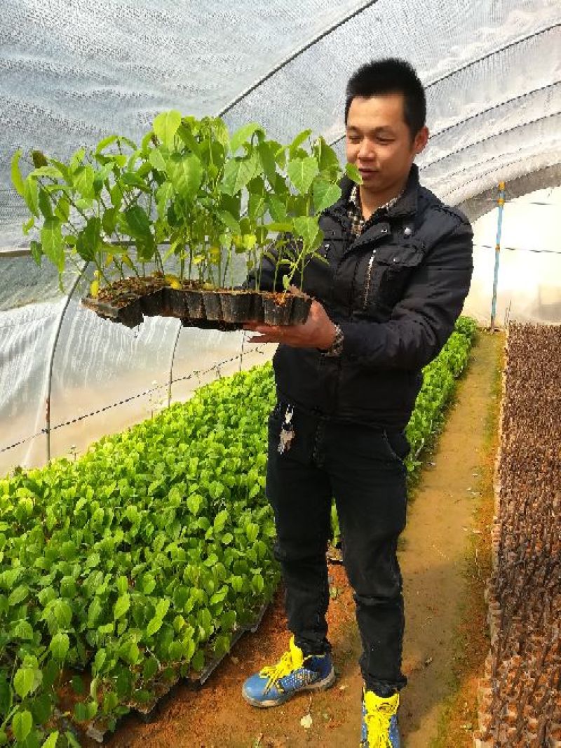哥伦比亚黄金百香果种苗20~30cm