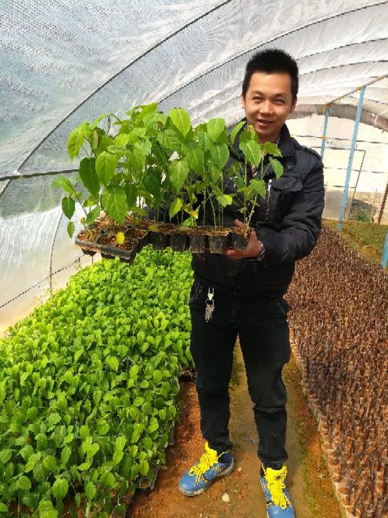 哥伦比亚黄金百香果种苗20~30cm