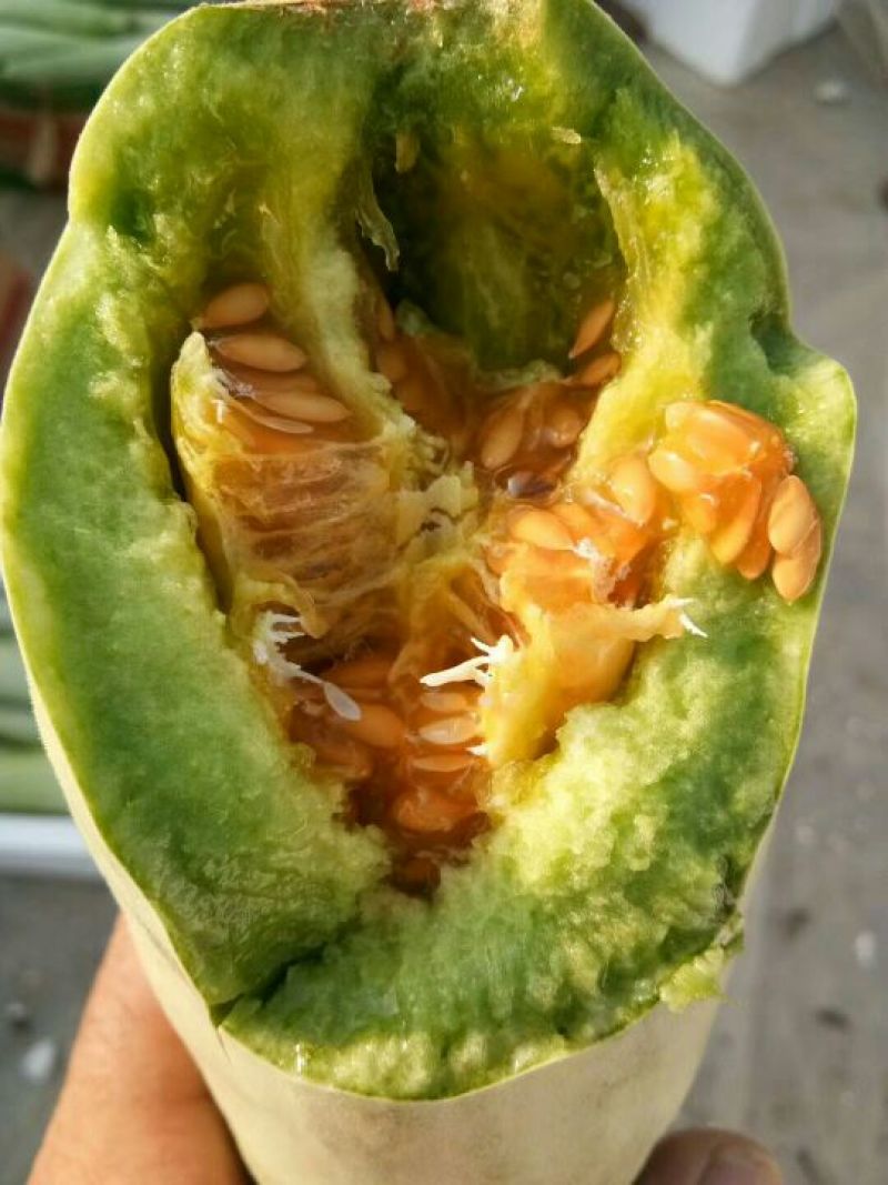 好货低价精品羊角蜜甜瓜1斤以上新货上市，欢迎咨询大量有货
