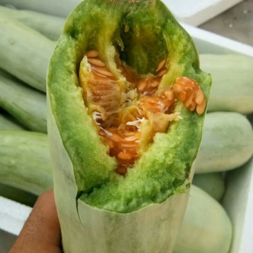 好货低价精品羊角蜜甜瓜1斤以上新货上市,欢迎咨询大量有货