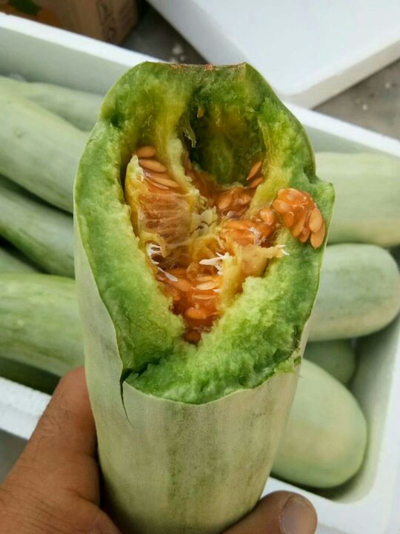 好货低价精品羊角蜜甜瓜1斤以上新货上市，欢迎咨询大量有货