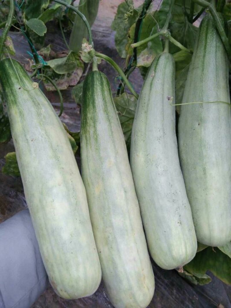 好货低价精品羊角蜜甜瓜1斤以上新货上市，欢迎咨询大量有货