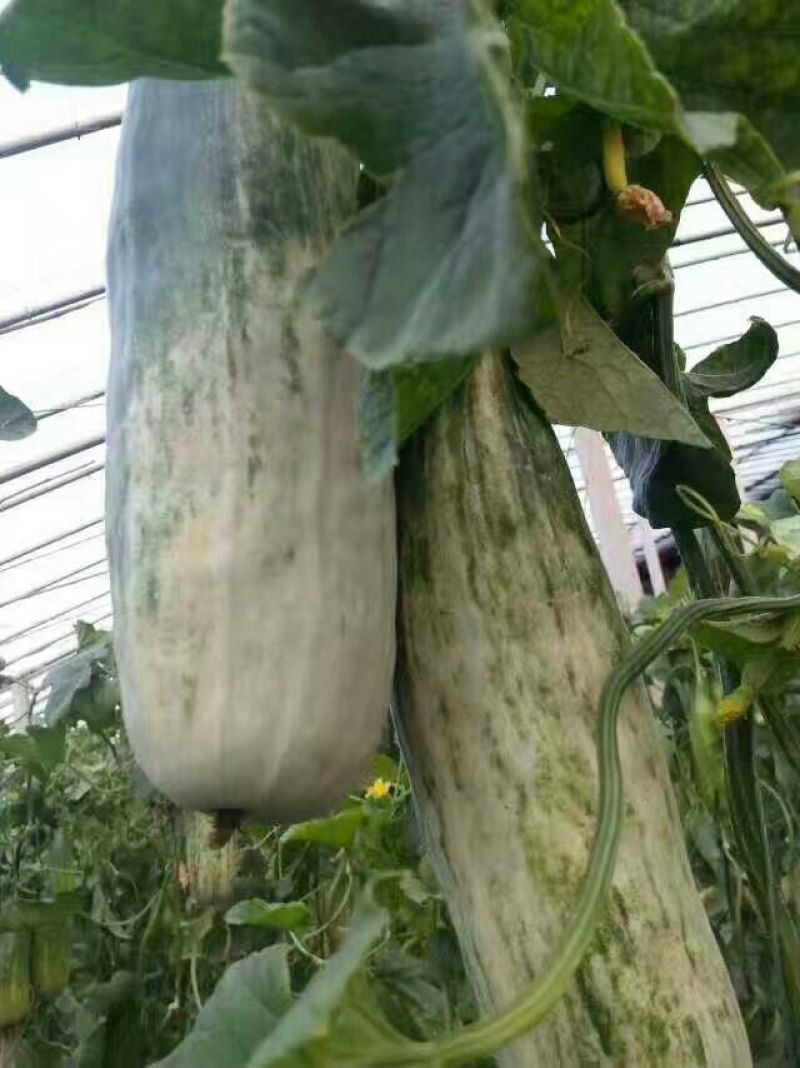 好货低价精品羊角蜜甜瓜1斤以上新货上市，欢迎咨询大量有货