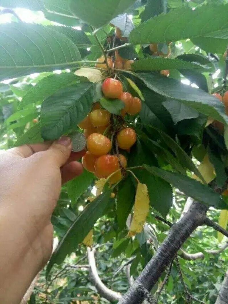 红灯笼樱桃苗2年80cm以上