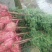 南方红豆杉5公分优质田栽苗，产地直发，大量出售