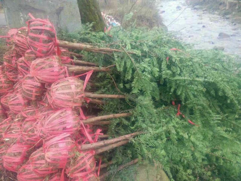 南方红豆杉5公分优质田栽苗，产地直发，大量出售