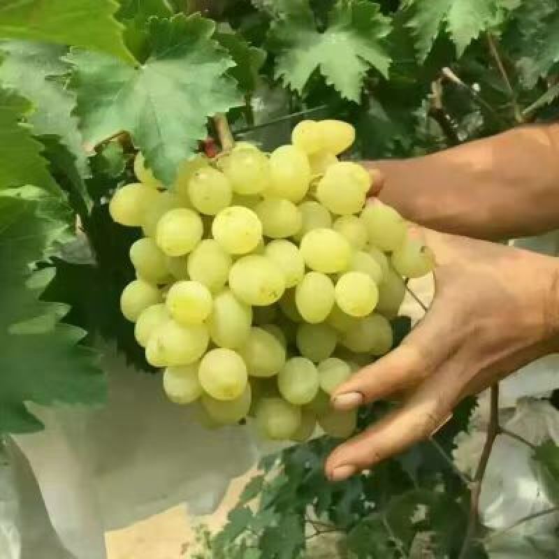 阳光玫瑰葡萄苗80~110cm1至3年苗