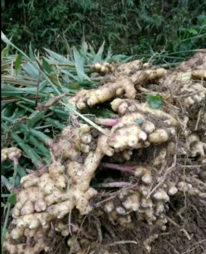 小黄姜2两以上带土