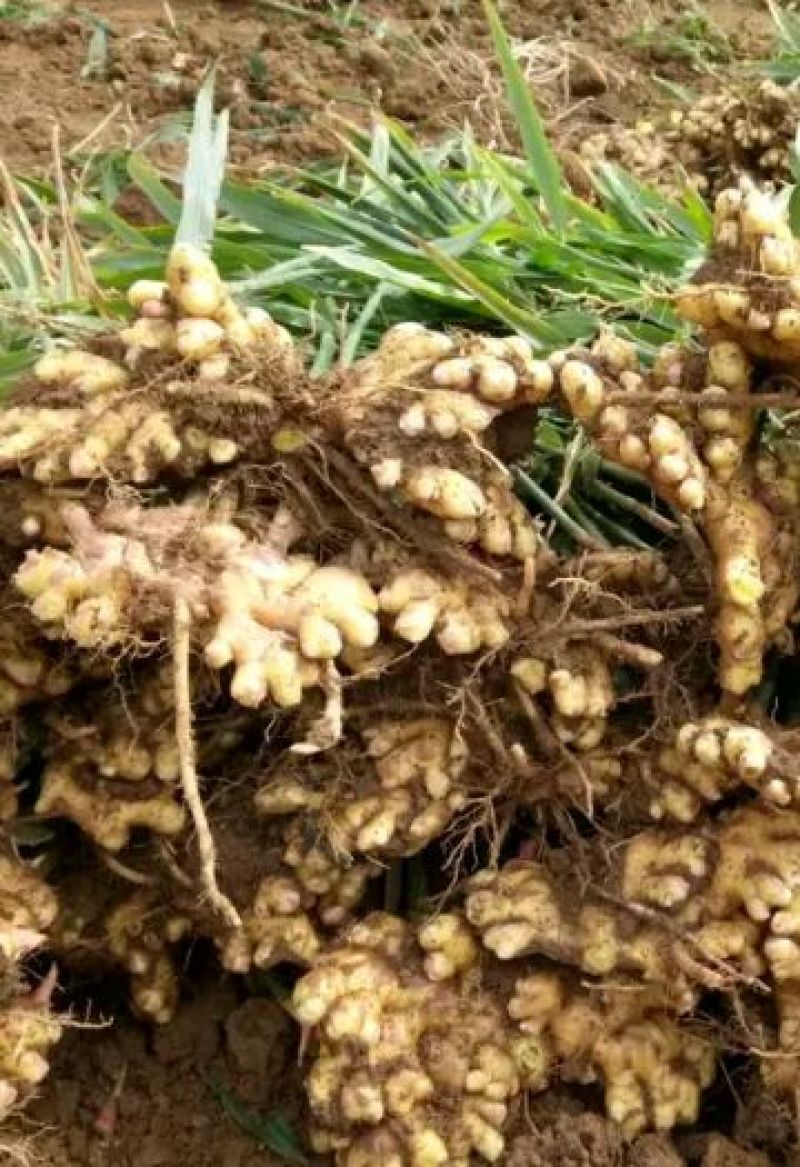 小黄姜2两以上带土