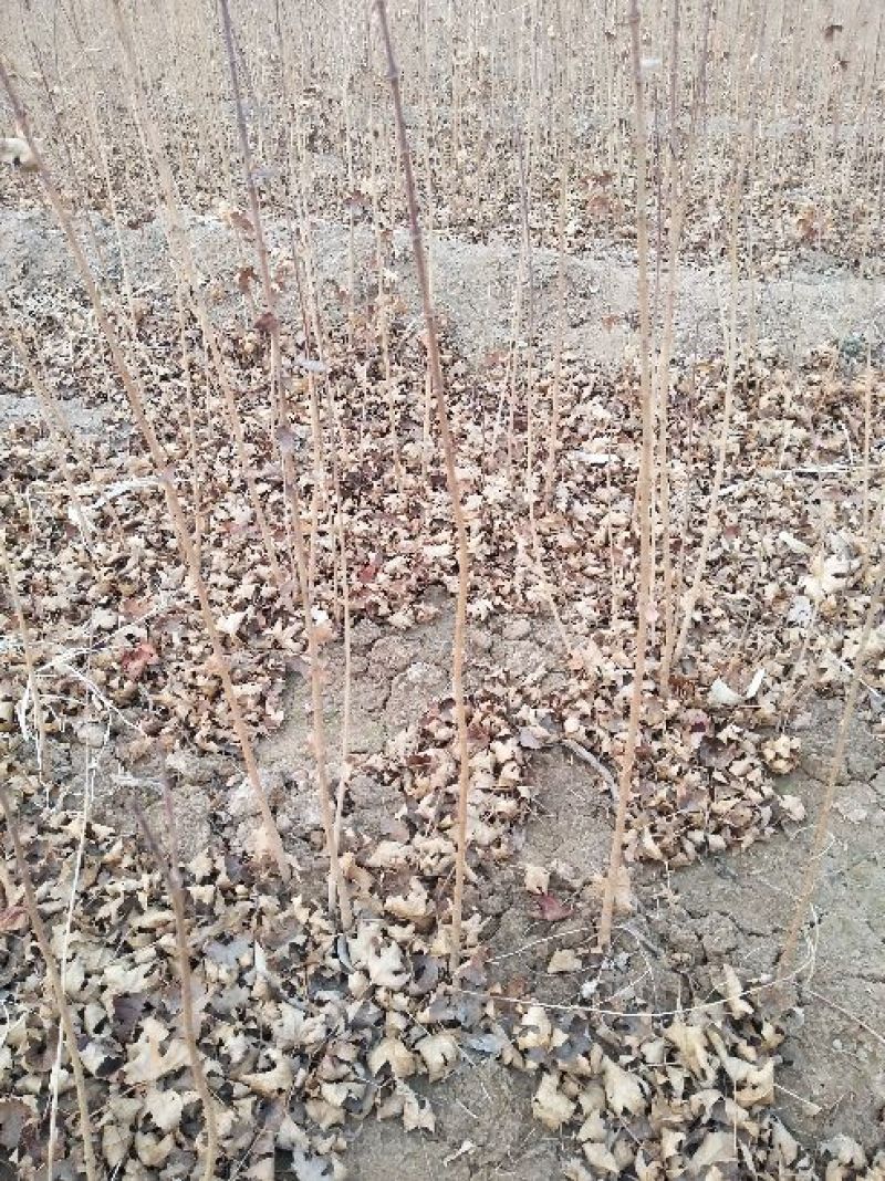 五角枫苗40~50cm
