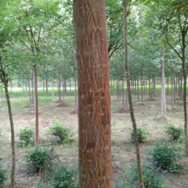 国槐1~2米6~8cm8~10cm