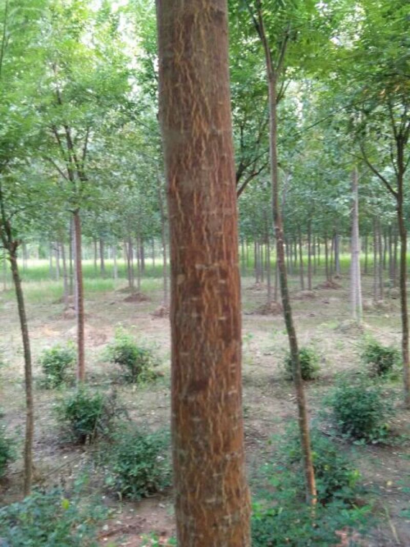 国槐1~2米6~8cm8~10cm