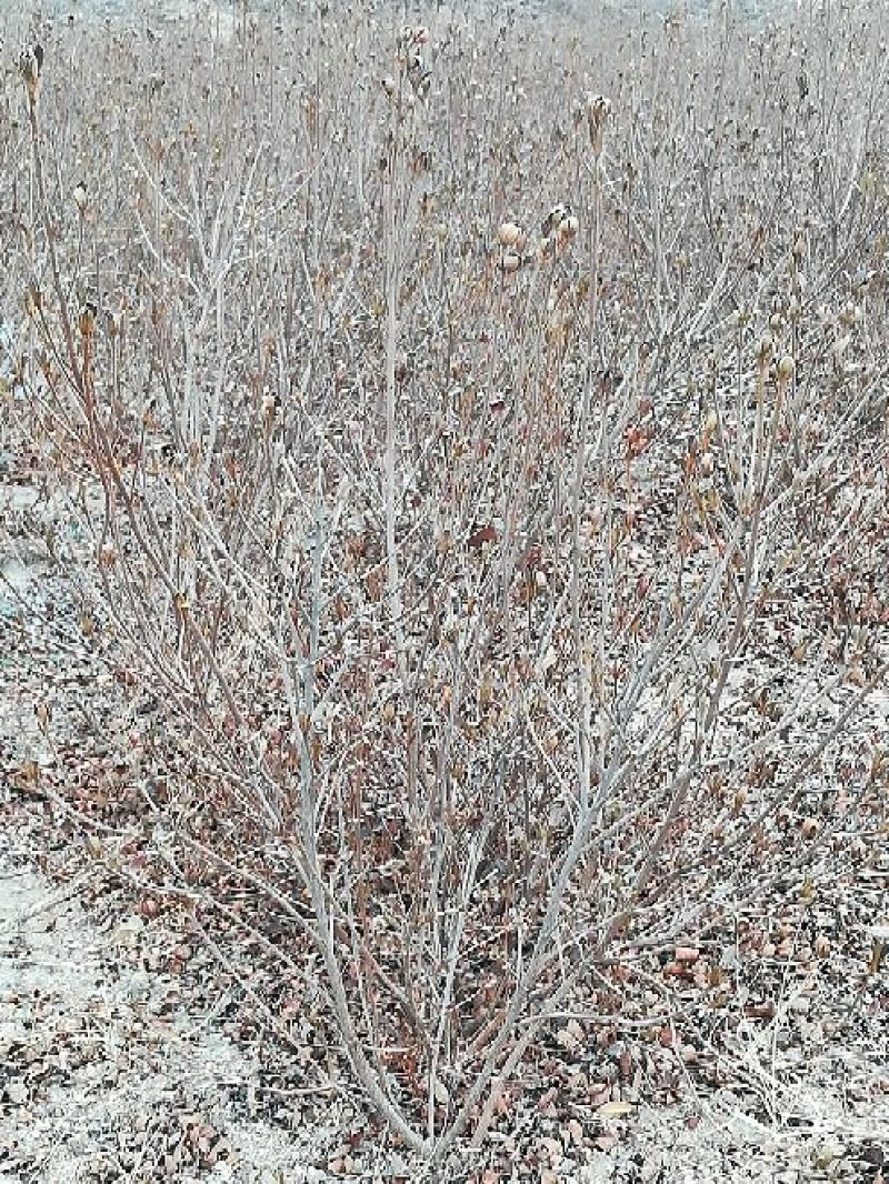 春鹃8~10cm0.5~1米