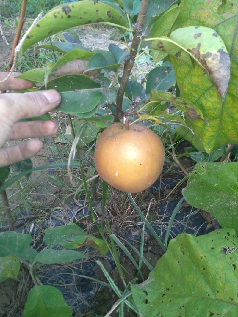 梨树12~14cm2.5~3米
