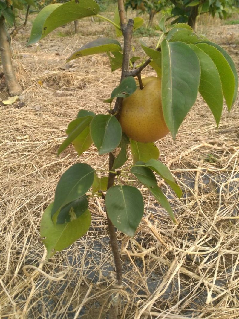 梨树12~14cm2.5~3米