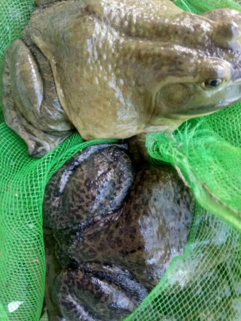 沼泽绿牛蛙商品牛蛙