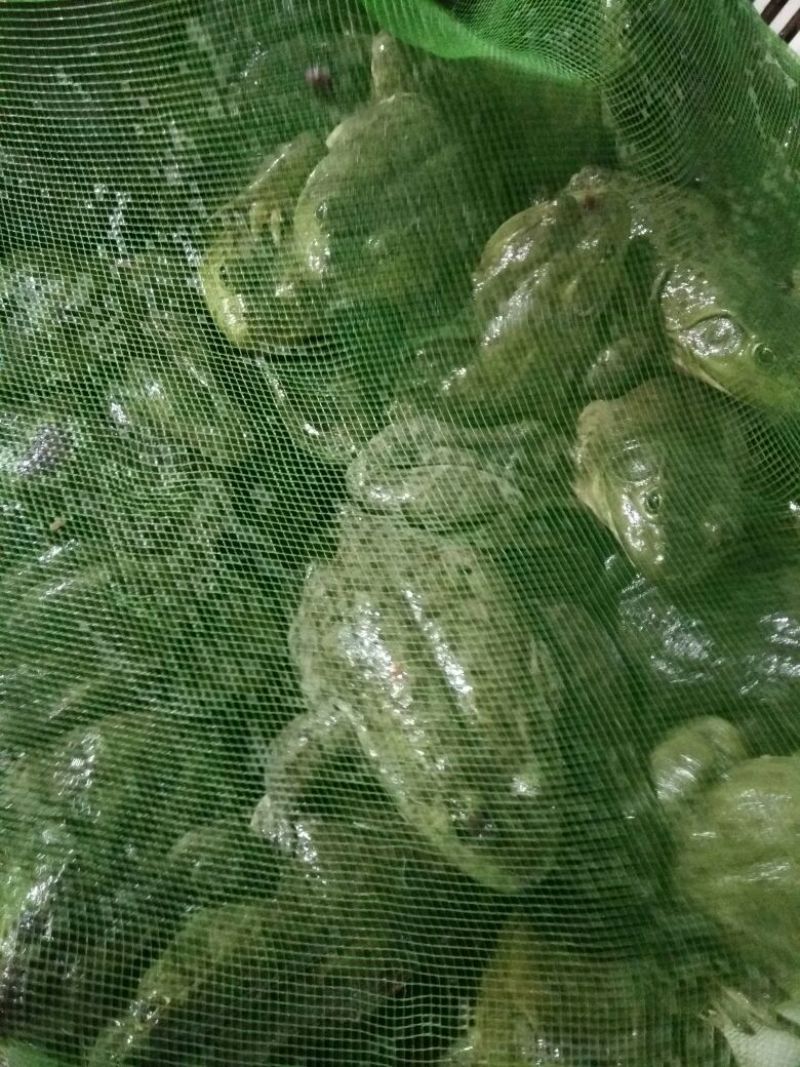 沼泽绿牛蛙商品牛蛙