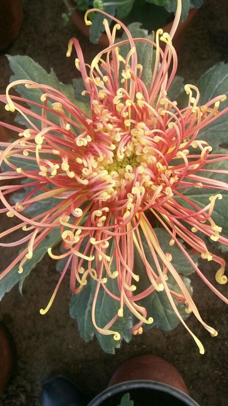 菊花各种花卉盆栽