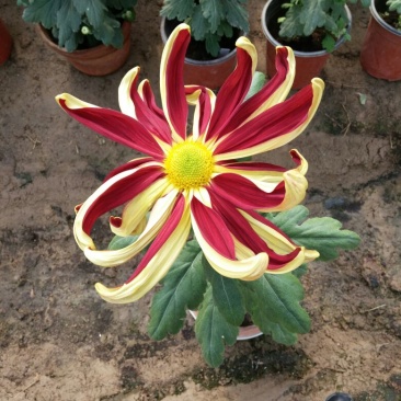 菊花各种花卉盆栽