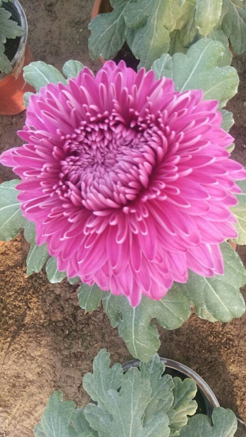 菊花各种花卉盆栽