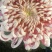 菊花各种花卉盆栽