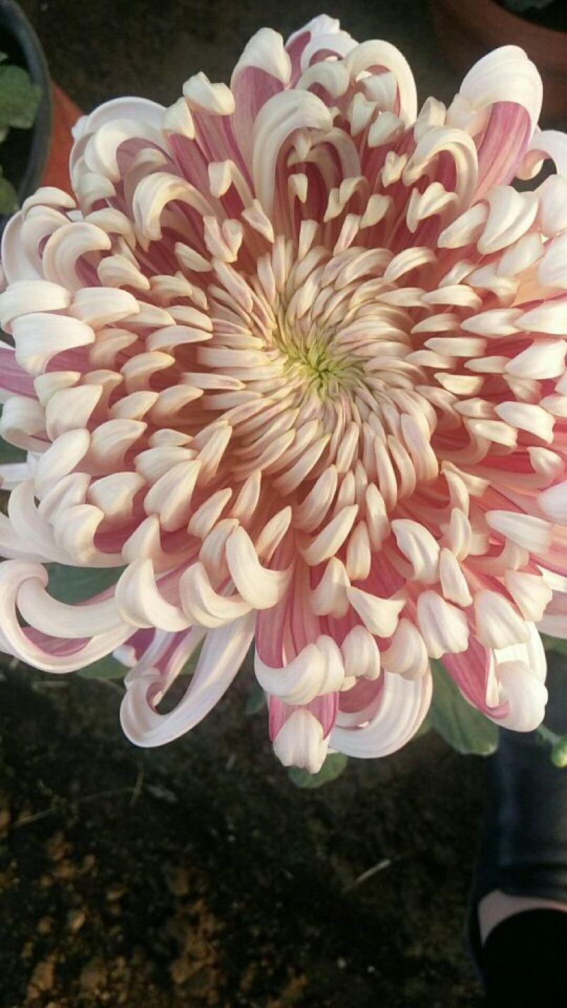 菊花各种花卉盆栽