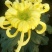 菊花各种花卉盆栽